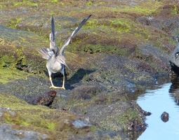 Wandering Tattler